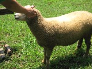 sheep_blog They said not to pet the livestock, but some folks did.