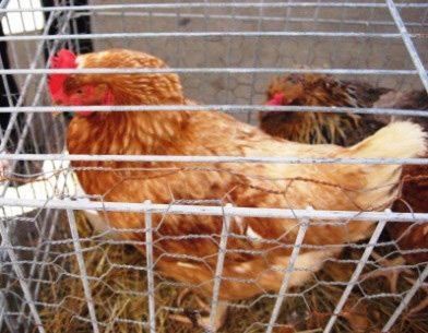 prettychicken3 Pretty chicken lays blue eggs