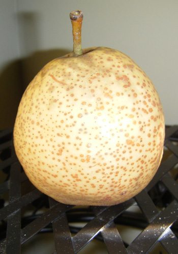 Last pear of 2009