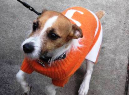 In Knoxville, you can always fall back on the UT theme