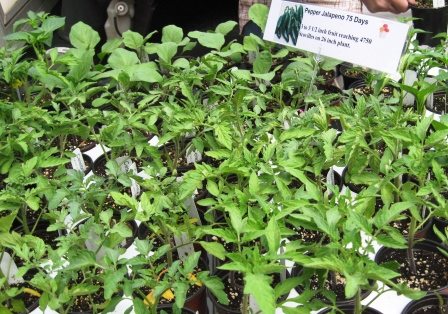 pepperplants Pepper plants were displayed at the xxxxx truck.