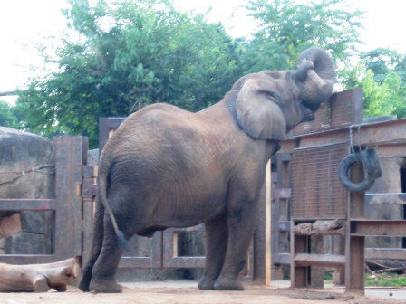 elephant The best thing about Zoofari is getting to see the animals during cocktail hour. This elephant was occupied playing with a log.