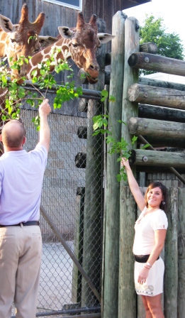 tabs-feeds-giraffe Tabatha took advantage of the opportunity to feed the giraffes.