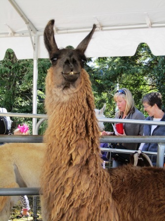 alpaca-perhaps Is this an alpaca? A llama?