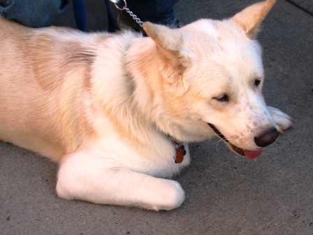 shepherd akita mix puppy images