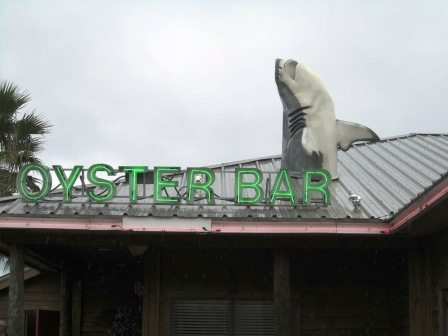 shark-thru-roof Who can resist?