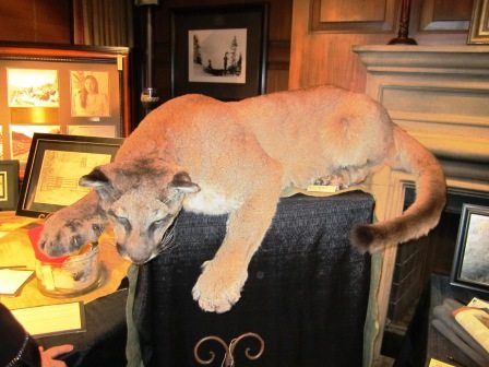 mountain-lion1 The minimum bid on this mountain lion, offered in the silent auction, was $3,500.