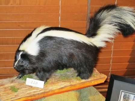skunk The minimum bid for this skunk was $100.