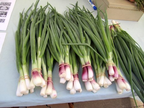 Green onions from Bob Due's Terraced Gardens Farm