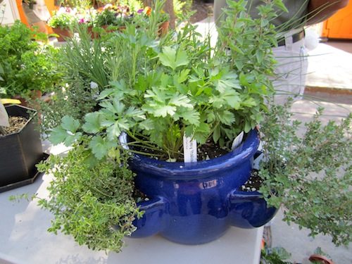 All kinds of herbs were featured at the Gregory's Greenhouse truck.