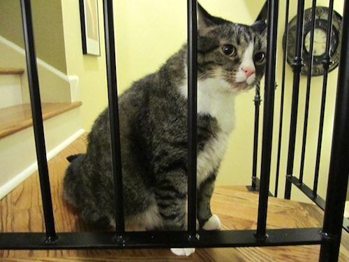 caesar This is Caesar. He's not in jail, but on the landing, one of his favorite places from which to observe everything.