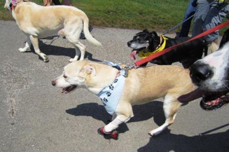 This dog had shoes on his front paws!