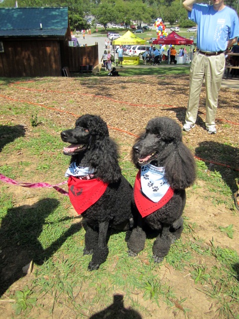Here are two more HABIT dogs, Raven, left, and Leo. HABIT stands for Human Animal Bond in Tennessee.
