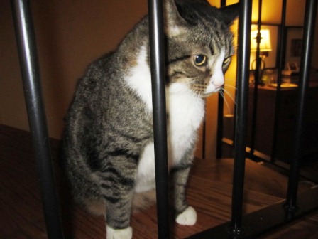 casesar-looks-on Caesar was looking on from his favorite spot on the landing.