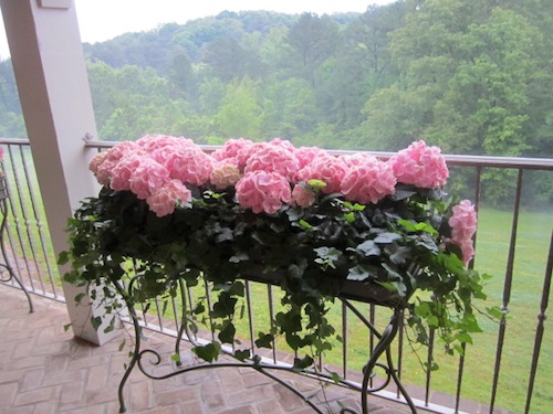 hydrangeas I had to touch these lush hydrangeas just to be sure they were real!
