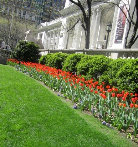 library On our leisurely walk, we saw so many beautiful flowers, including these at the New York Public Library.