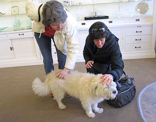 dog-at-jewelry-store This cutie named "Noel" greeted us at the Dayle May jewelry store.