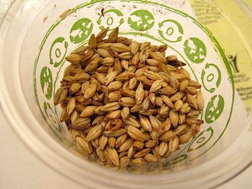 barley-one Malted barley is a main ingredient in beer. Different types of barley produce different type of beer. This was the lightest colored barley we were shown.