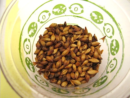 barley-two Barley number two