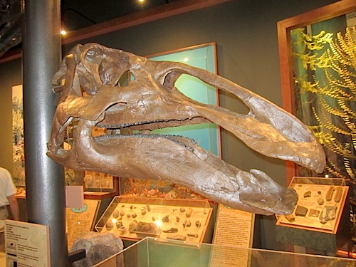 dino-one Dinosaurs of several different kinds constitute just one facet of the extensive collection of artifacts at McClung Museum, located in UT's Circle Park.