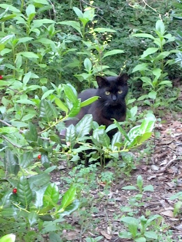 feral-cat The cute kitty would not let us get near it.