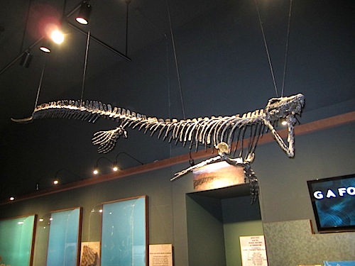 mosasaur This mosasaur, a sea dinosaur, was above our heads at McClung Museum while we enjoyed cocktails and appetizers.