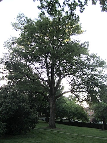 tennessees-largest-persimmon-tree Tennessee's largest persimmon tree, according to Jim Cortese of Cortese Tree Service, is located at Henson Hall.