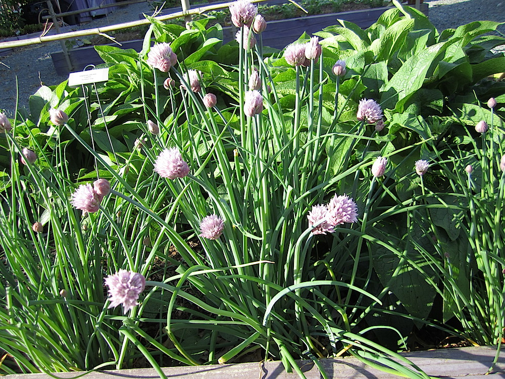 The chives were thriving.