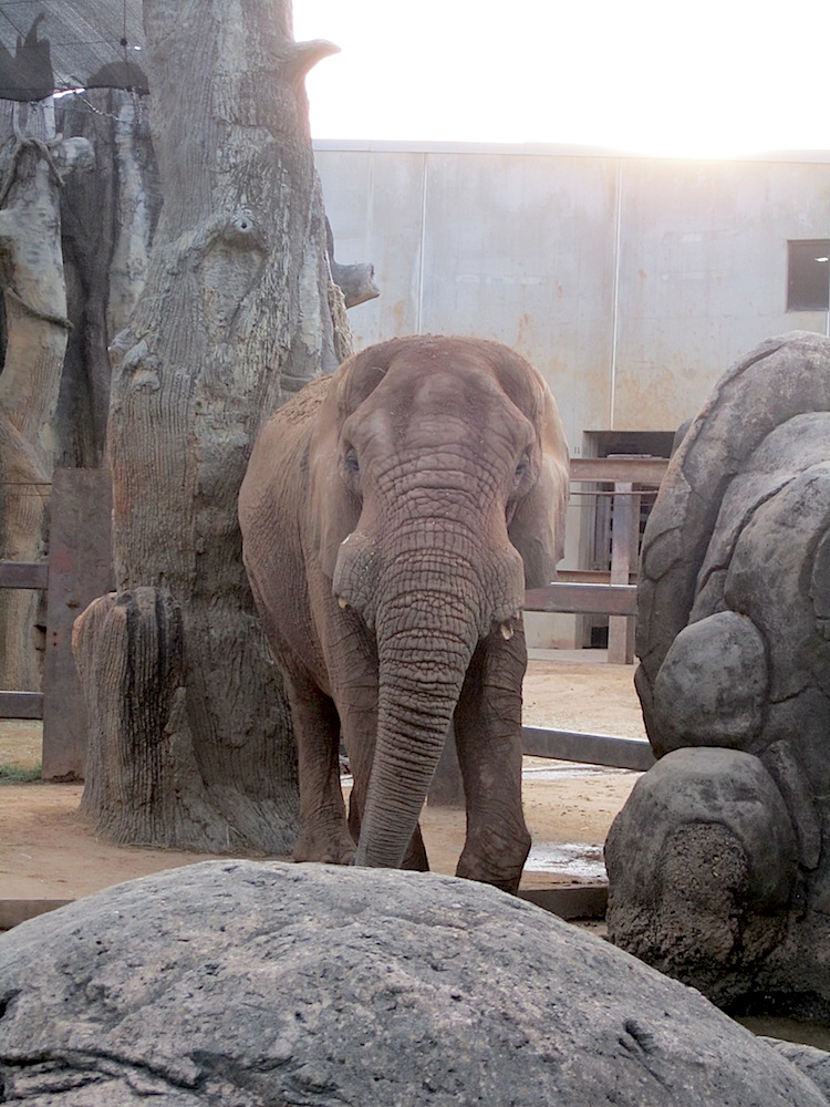 A trip to the zoo is not complete without a visit with the elephants.