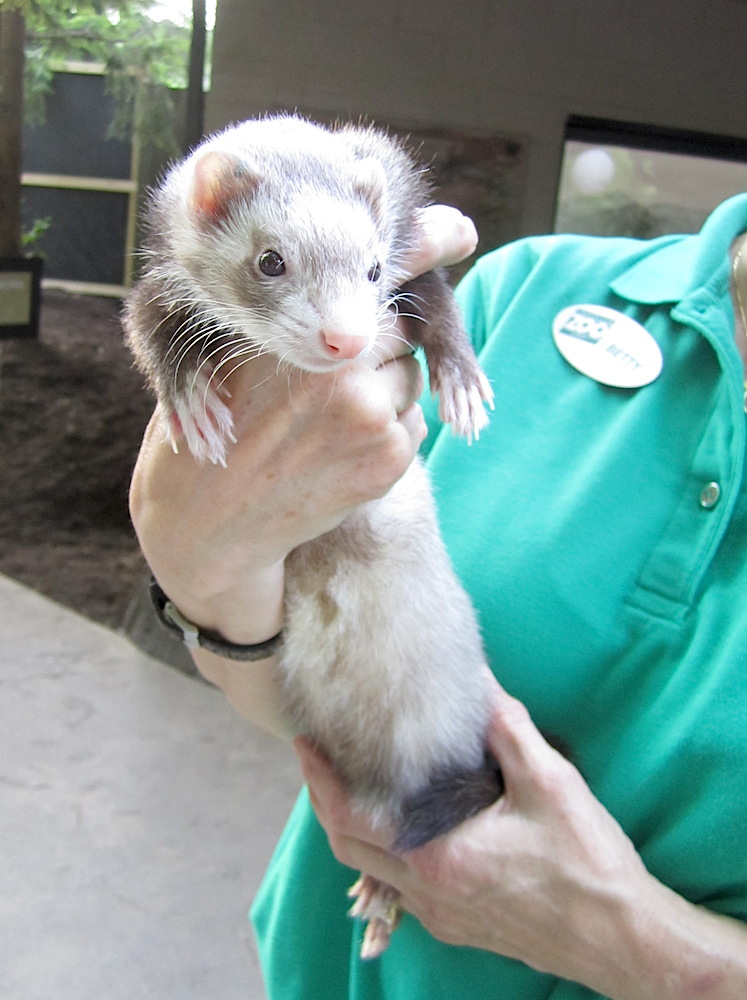 This ferret looks kinda mean, don't you think?