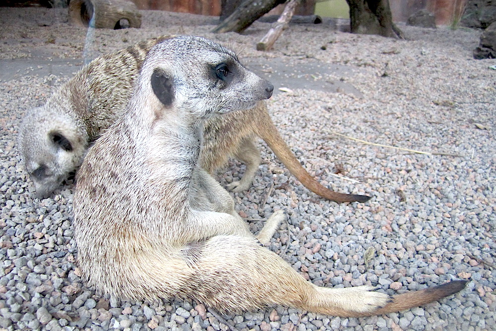 Cute meercats just ignored all the shenanigans.