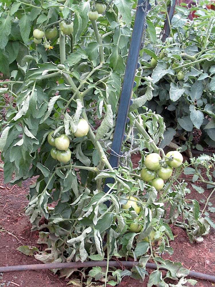 But in the back, the chancellor cultivates his veggies, including these almost ripe tomatoes.