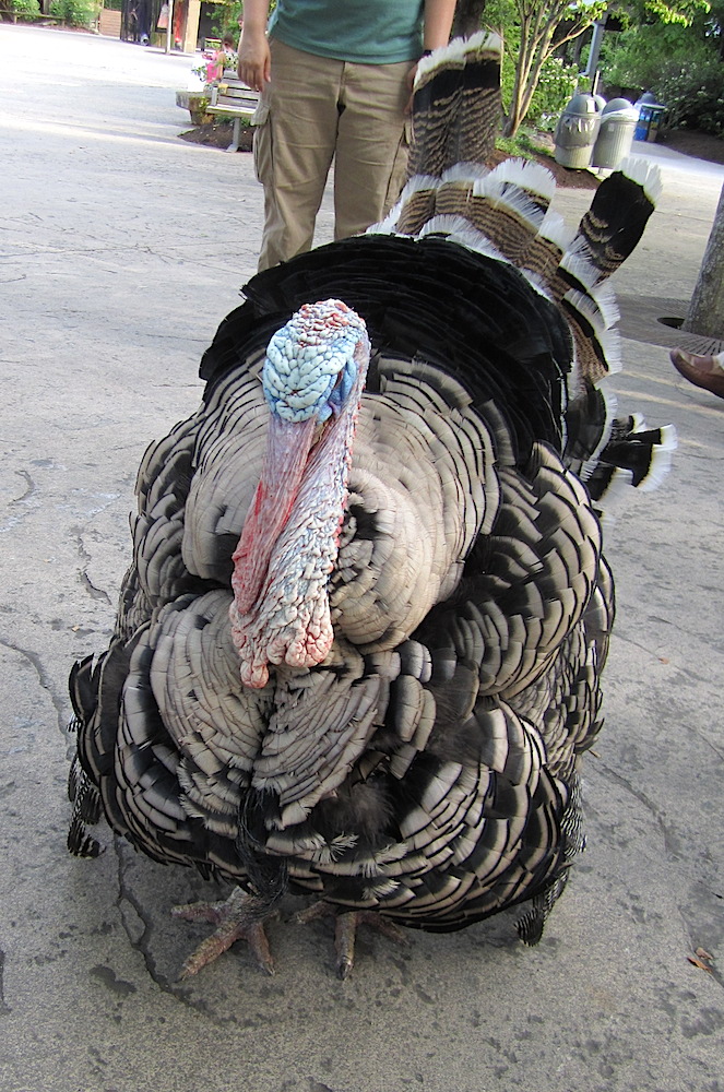 This turkey was so pretty and fluffy, I may never eat turkey again.