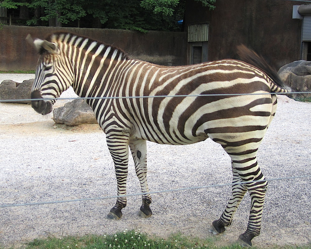 As did the zebra, one of my favorite zoo animals.