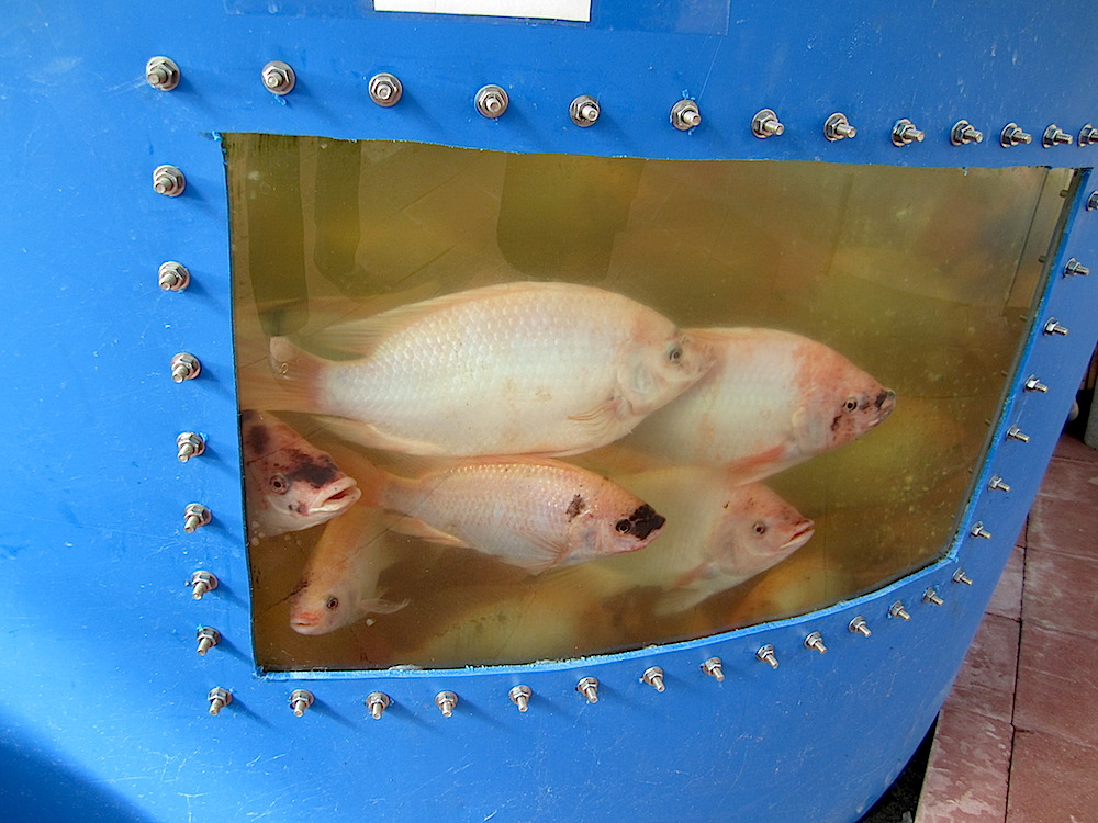 The tilapia are moved to different tanks as their growh progresses. These are some of the larger ones.