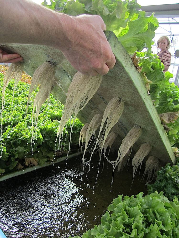 This gives you an idea how the system works. No soil.