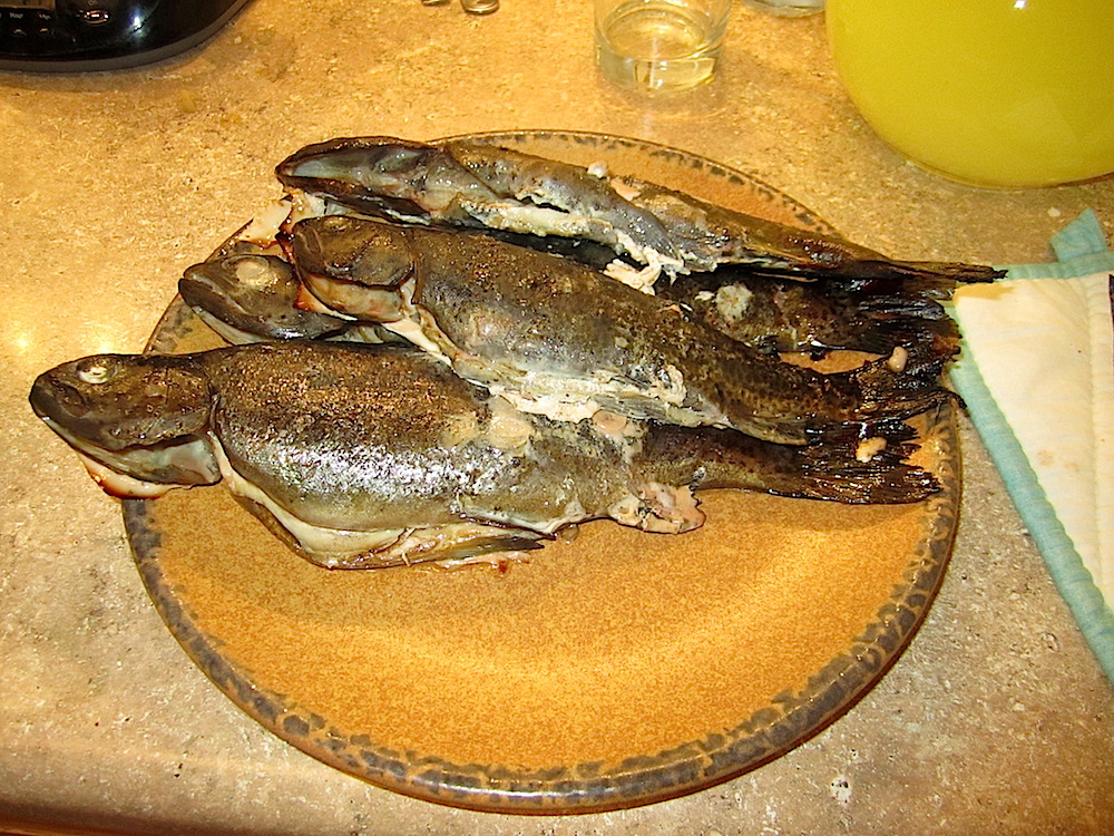 Rainbow trout.