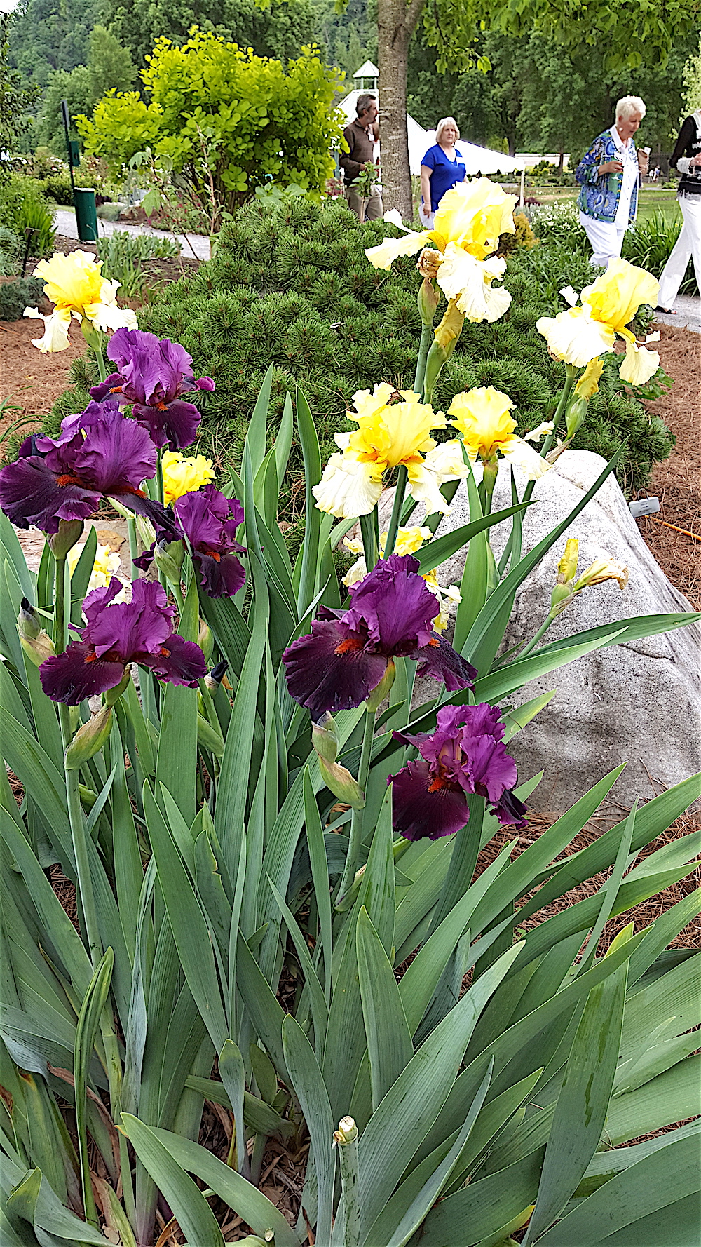 They bloom at the same time as my husband, Alan's, favorite flower -- the iris.
