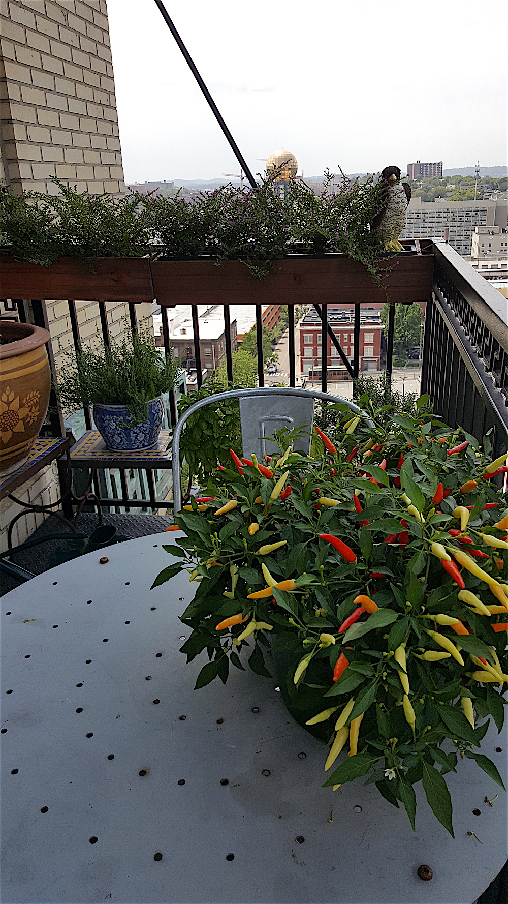 Gayle's balcony overlooking Krutch Park.