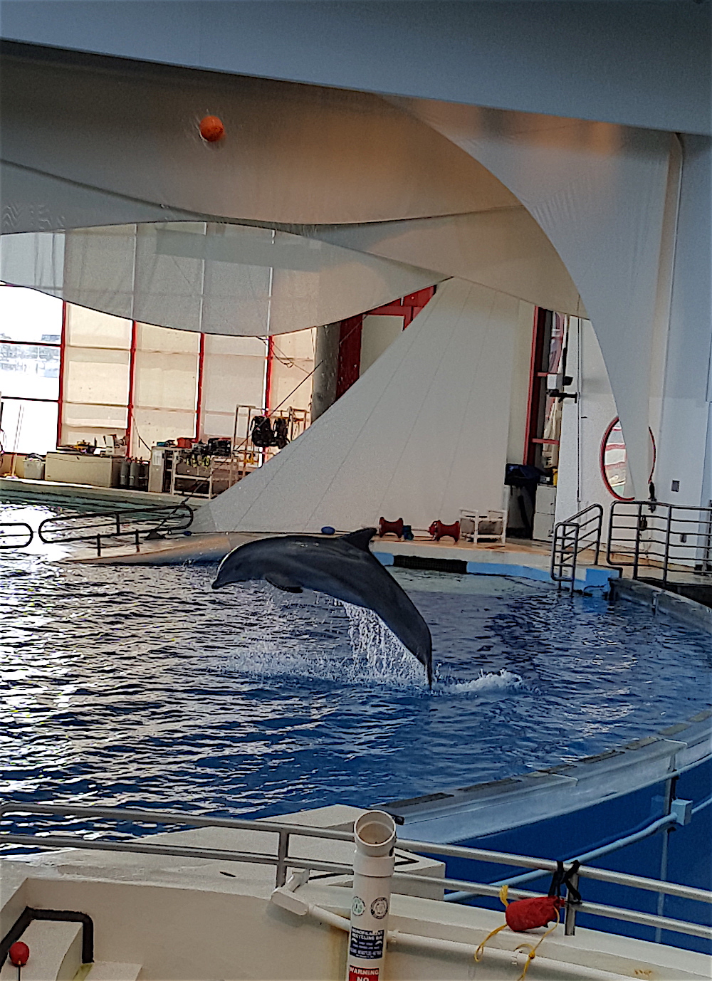 We saw some dolphins do tricks. See the ball this one threw in the air?