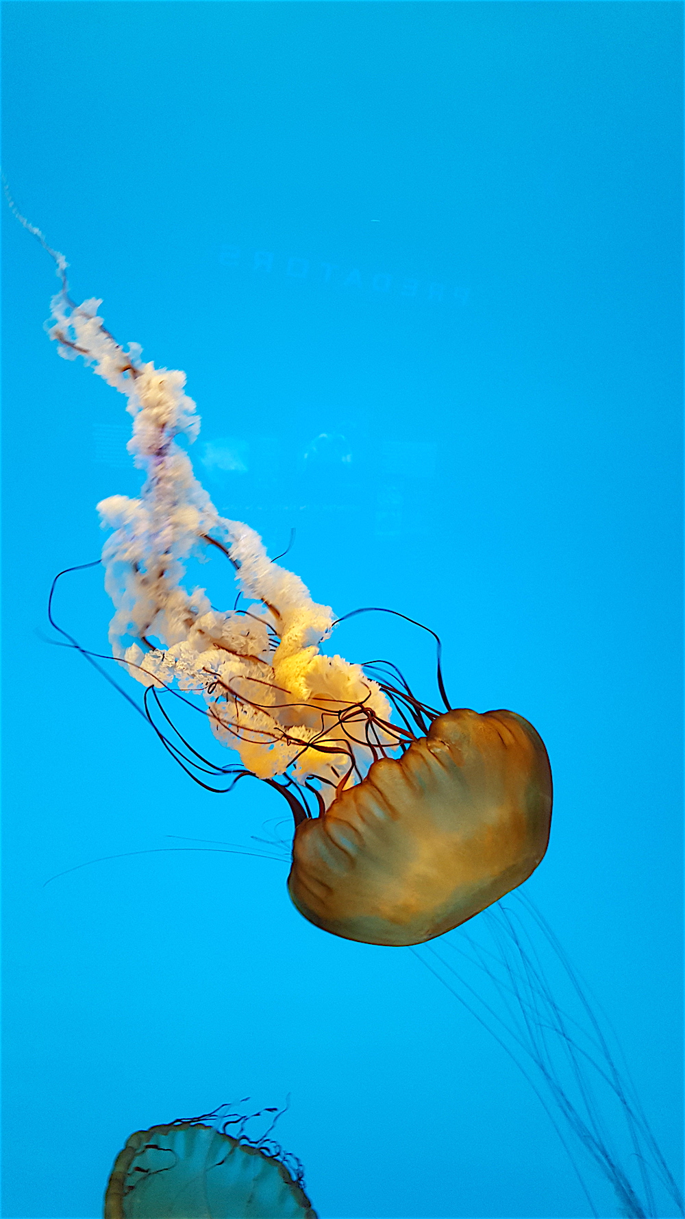 I love jellyfish and there was a great display of them at the aquarium.