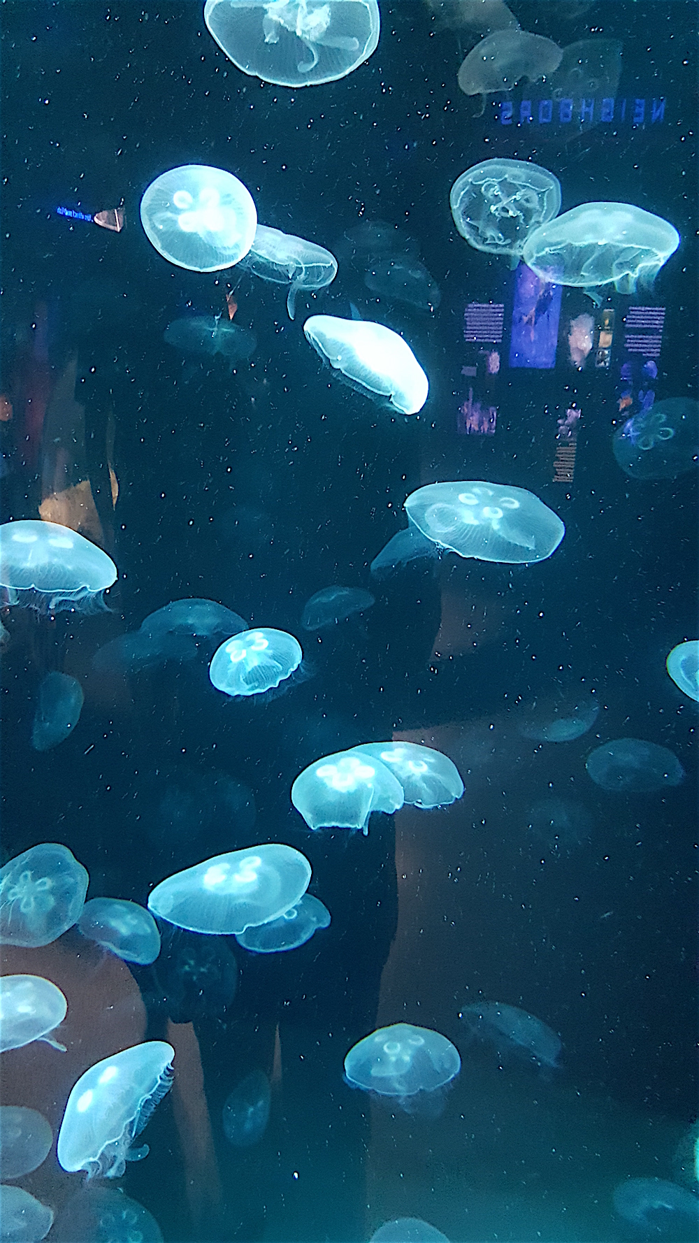 These are moon jellies.