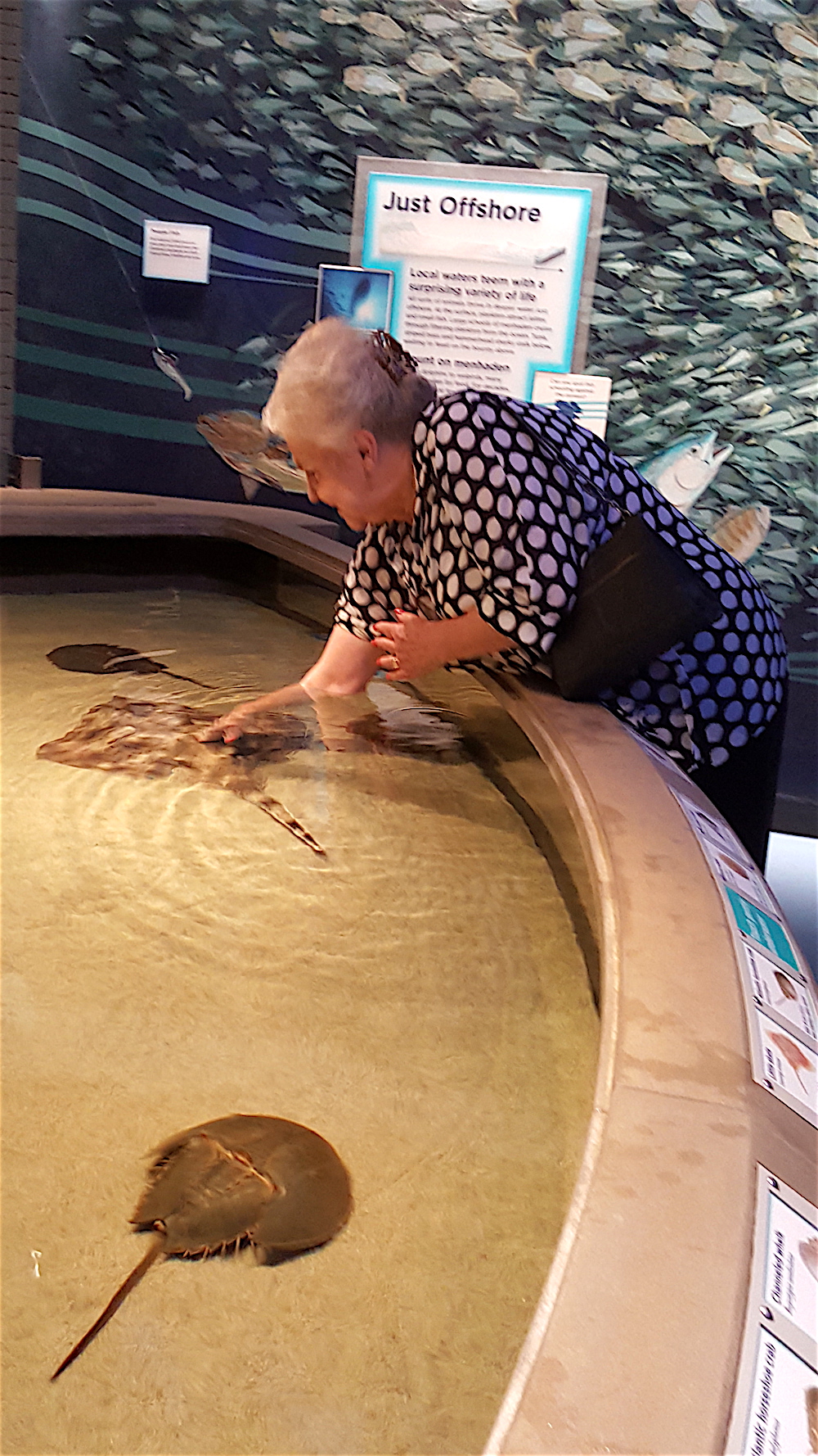 Dawn liked touching a ray.