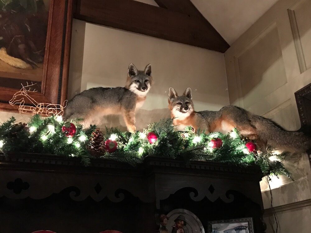 Christmas foxes.