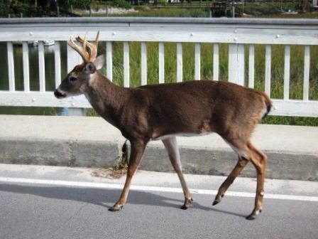 deer Deer are everywhere. This one passed us on the street.