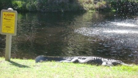 gator Gator on the golf course. Sign says, "Alligators may live here."
