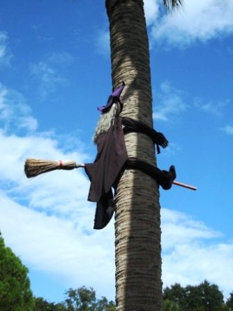 witch This weekend was Halloween. Apparently this witch wasn't used to flying through palm trees.