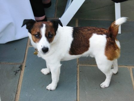 buddy One crasher: Buddy belongs to the Haslams' next-door neighbors, Kreis and Sandy Beall. He got a lot of chicken nibbles!