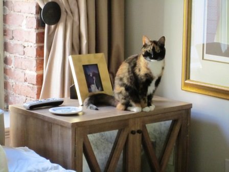 bad-rexie1 Our cat, Rexie, doing something she's not supposed to do -- sitting on Alan's bedside table.