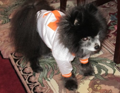 oscar Oscar, the Thomas' doggie, was dressed for the occasion.